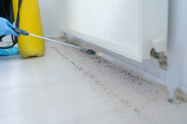 Best Affordable Pest Control Services  in Soh Ogden, UT